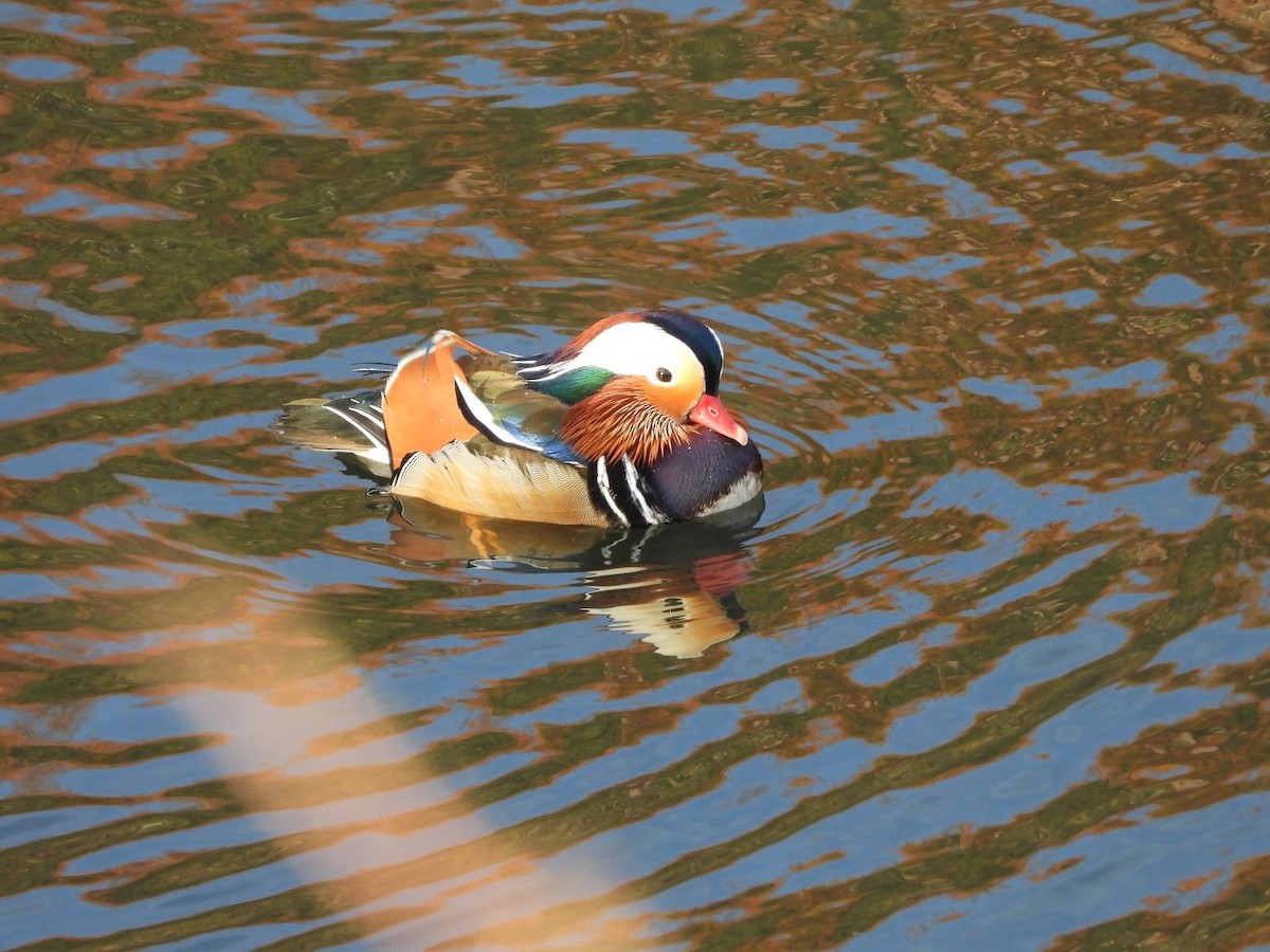 Mandarin Duck - ML646472138
