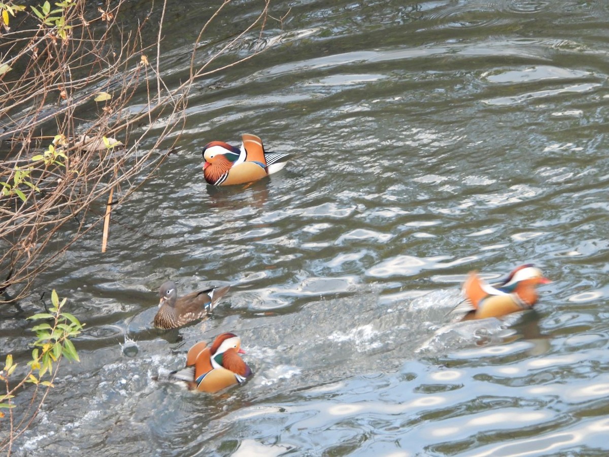 Mandarin Duck - ML646472141