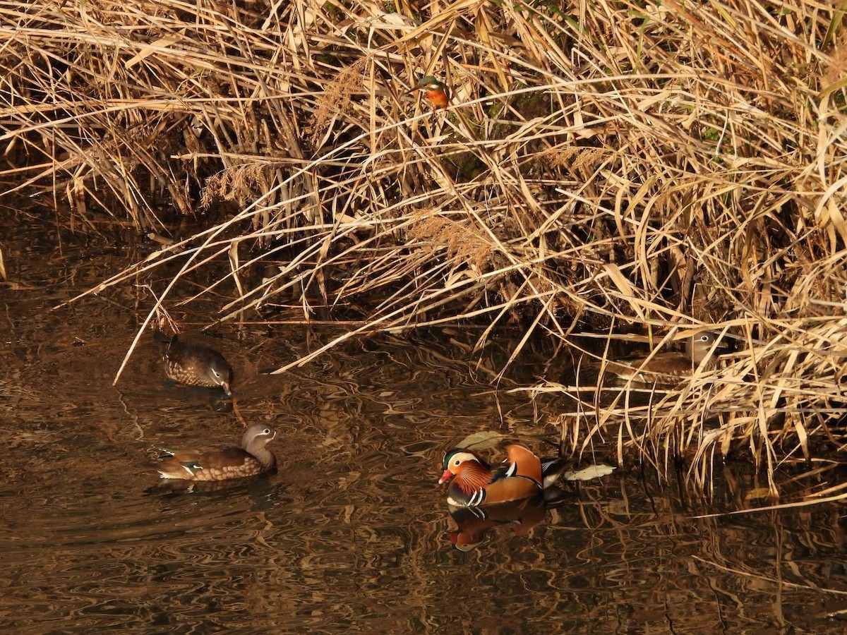 Mandarin Duck - ML646472142