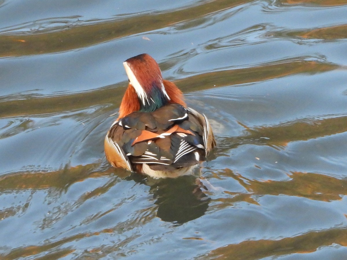 Mandarin Duck - ML646472143