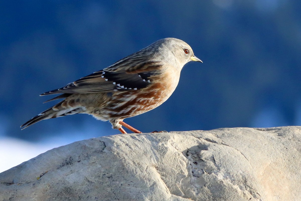 Alpine Accentor - ML646472144