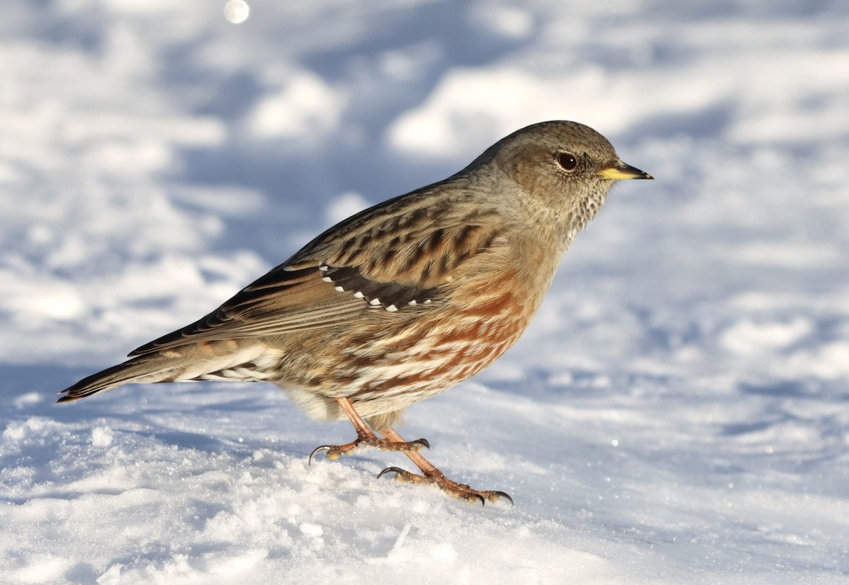 Alpine Accentor - ML646472145