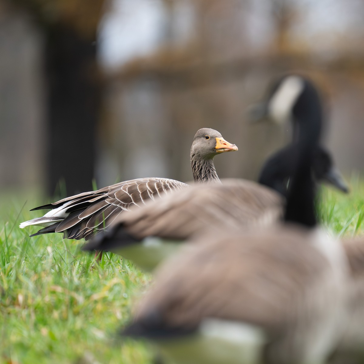 Graylag Goose - ML646472146