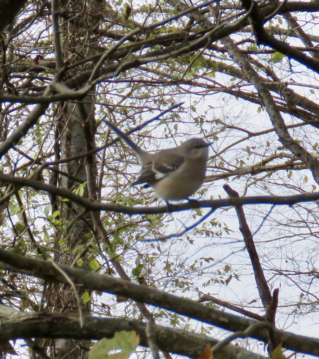 Northern Mockingbird - ML646472147