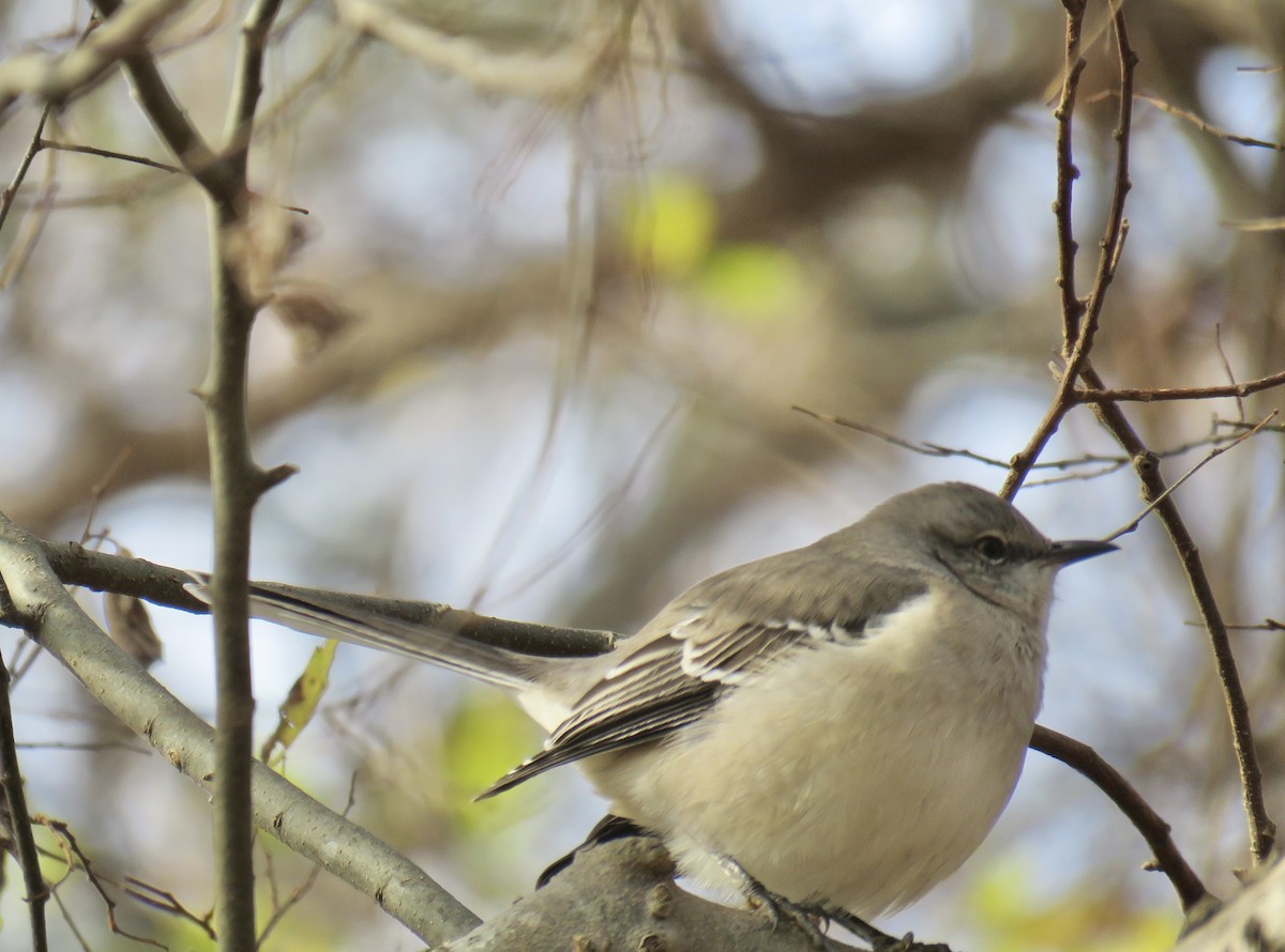 Northern Mockingbird - ML646472148