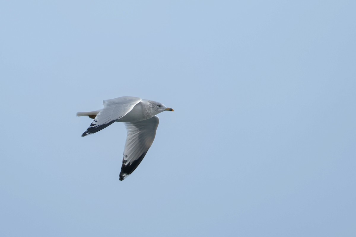 Ring-billed Gull - ML646472149