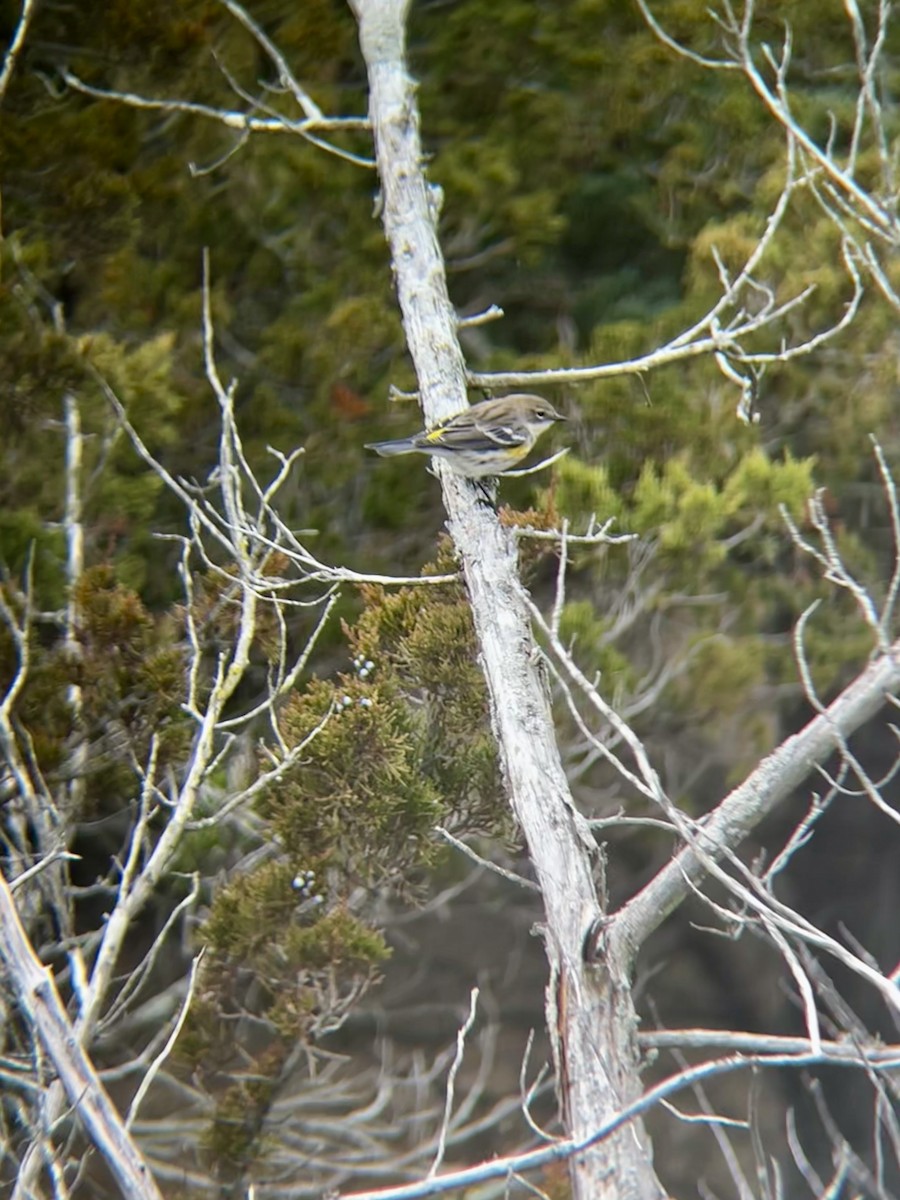 Yellow-rumped Warbler (Myrtle) - ML646472151