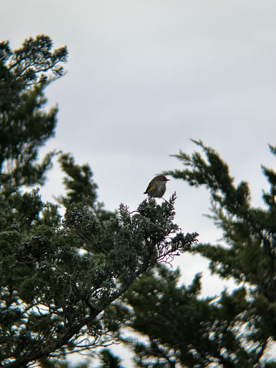 Yellow-rumped Warbler (Myrtle) - ML646472152