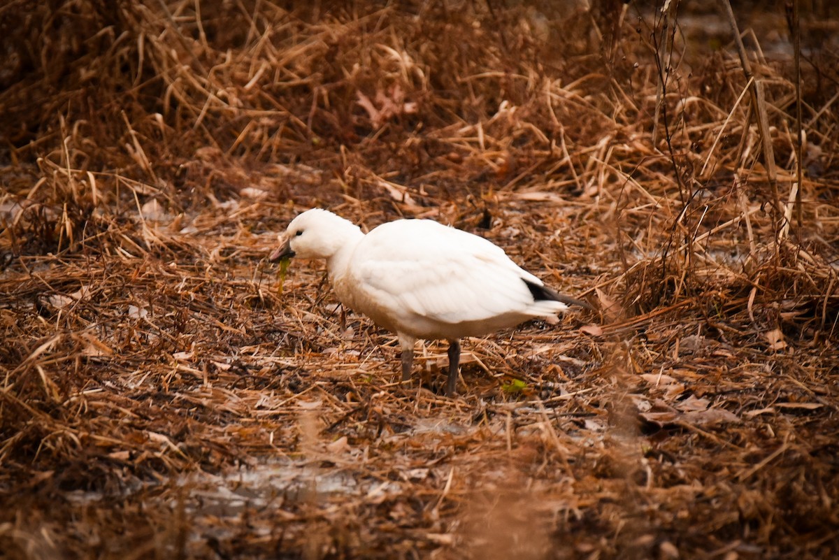 Ross's Goose - ML646472153