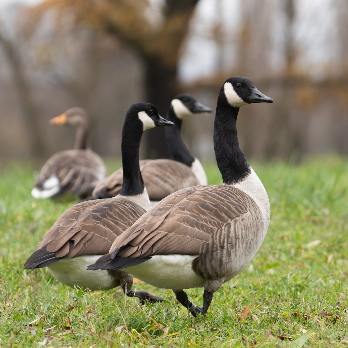 Canada Goose - ML646472155