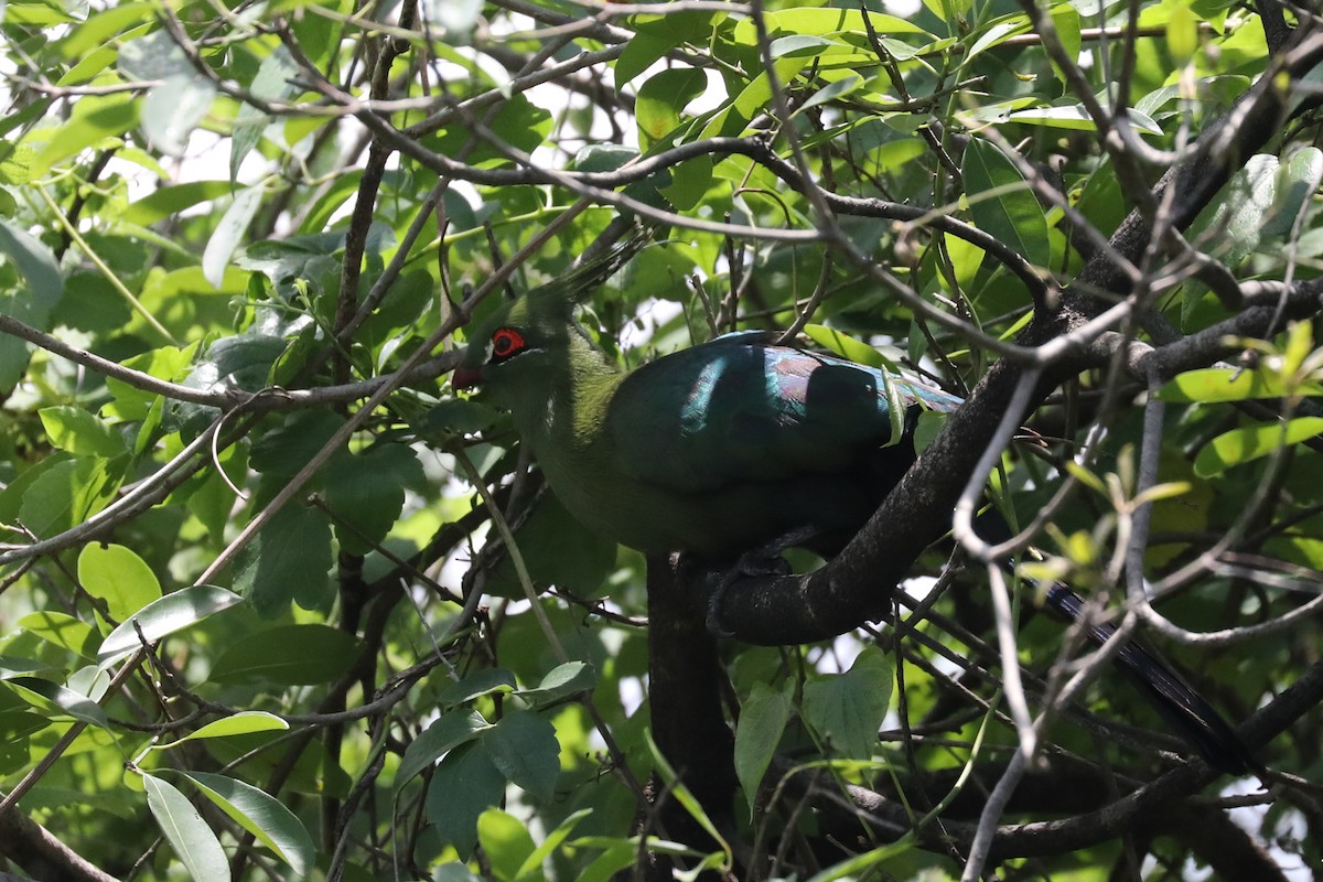 Touraco de Schalow - ML646472156