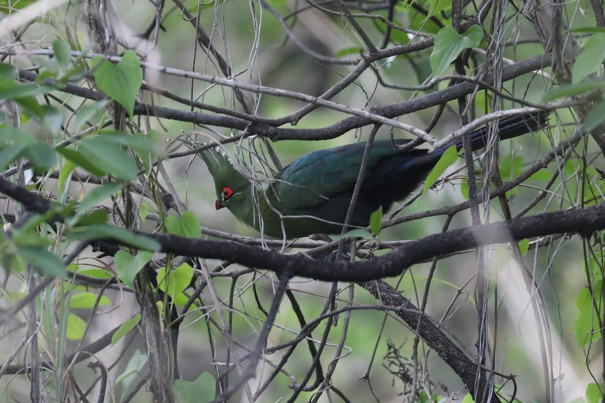 Touraco de Schalow - ML646472157