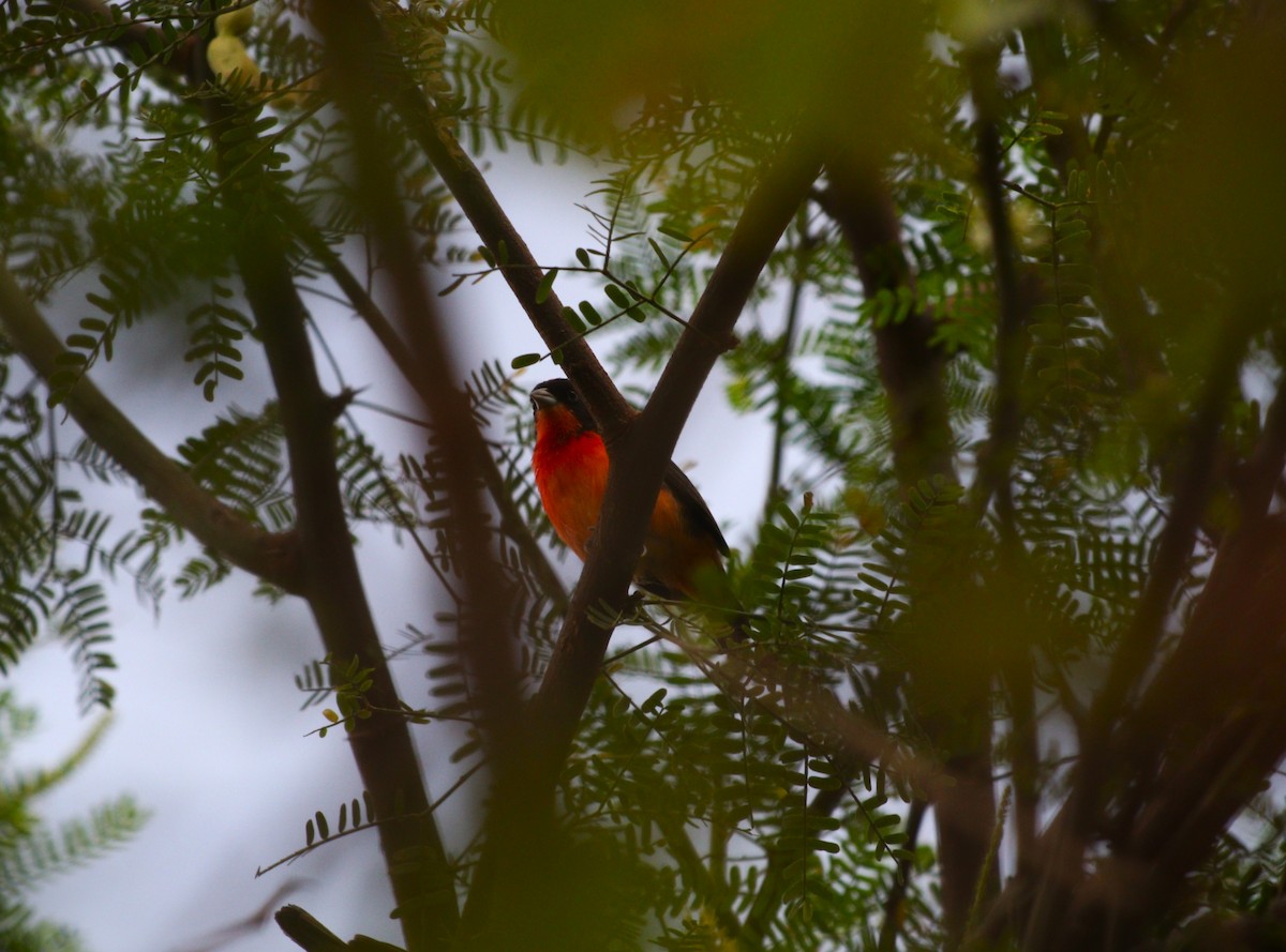 Crimson-breasted Finch - ML646472158