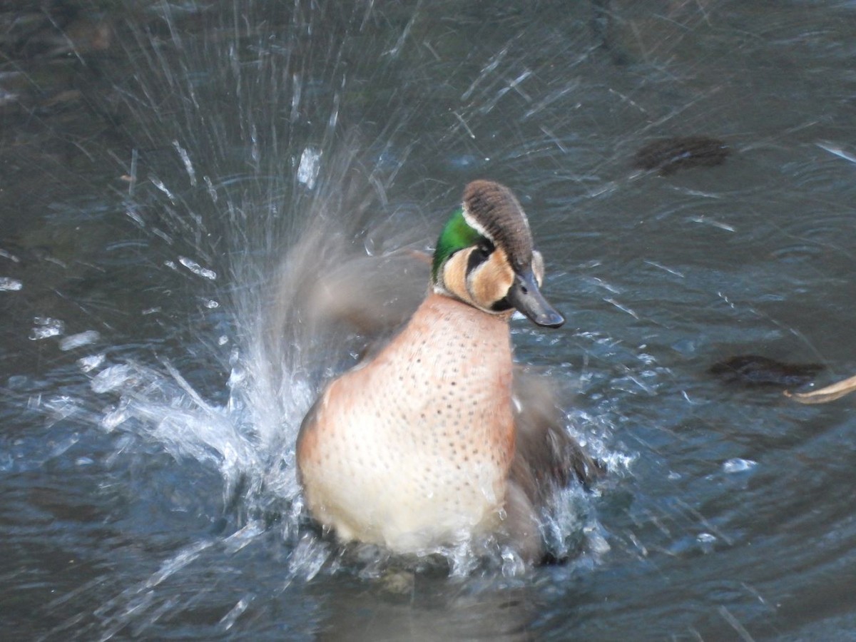 Baikal Teal - ML646472171