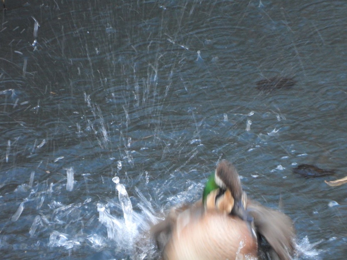 Baikal Teal - ML646472173