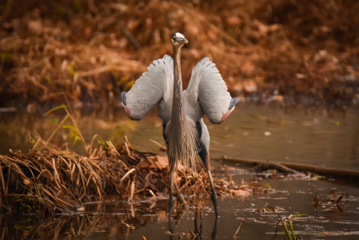 Great Blue Heron - ML646472176