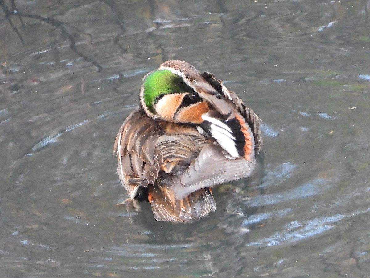 Baikal Teal - ML646472178