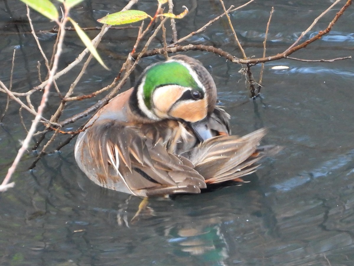 Baikal Teal - ML646472179