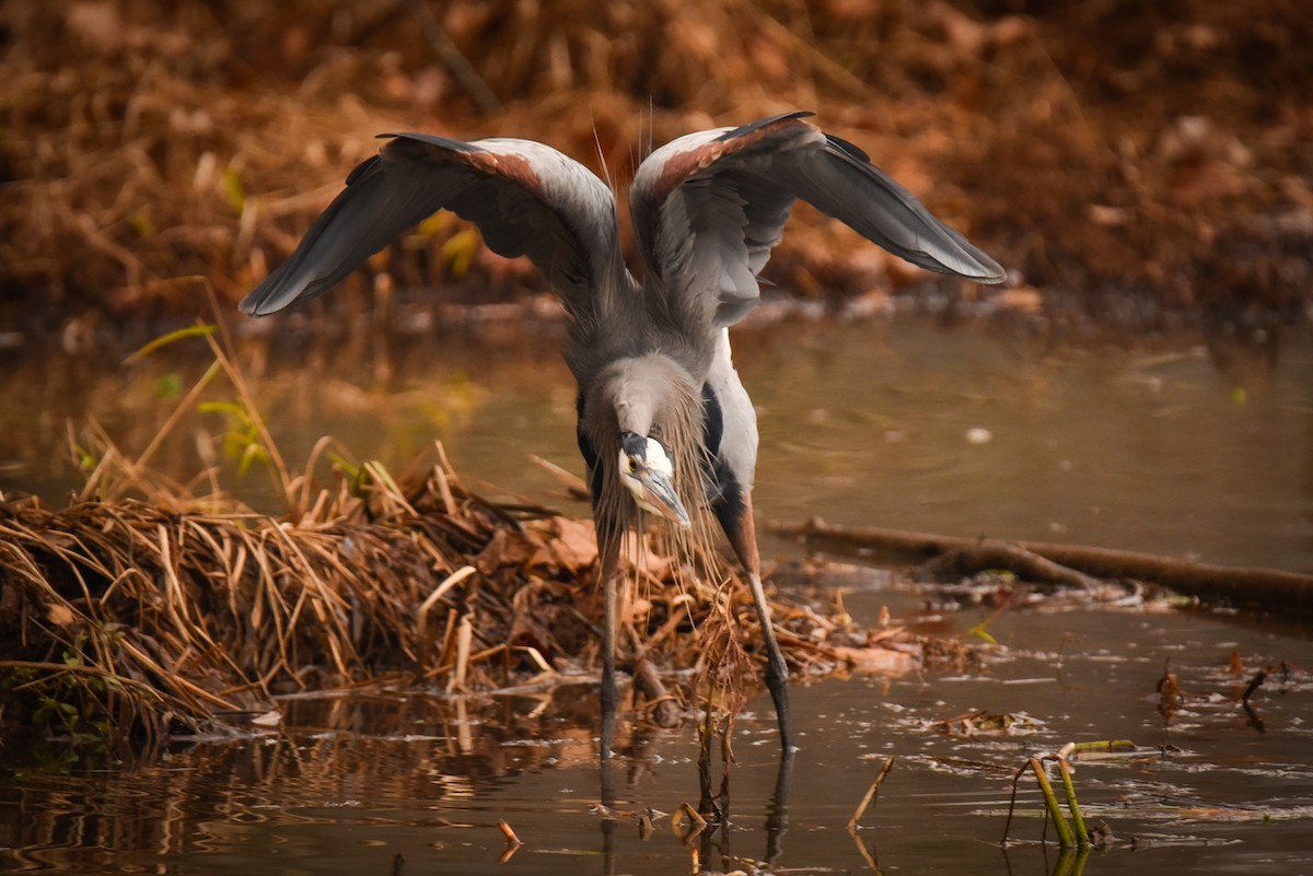 Great Blue Heron - ML646472180