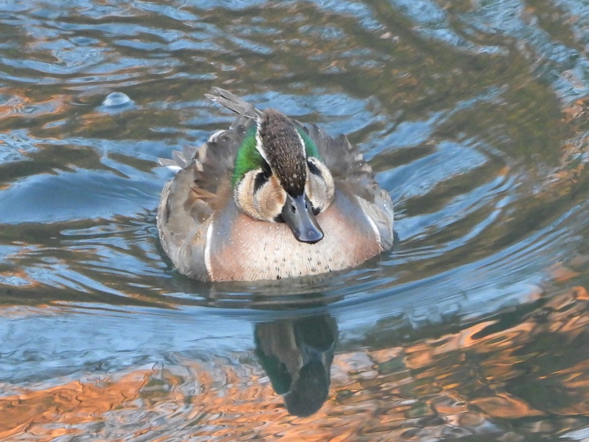 Baikal Teal - ML646472181