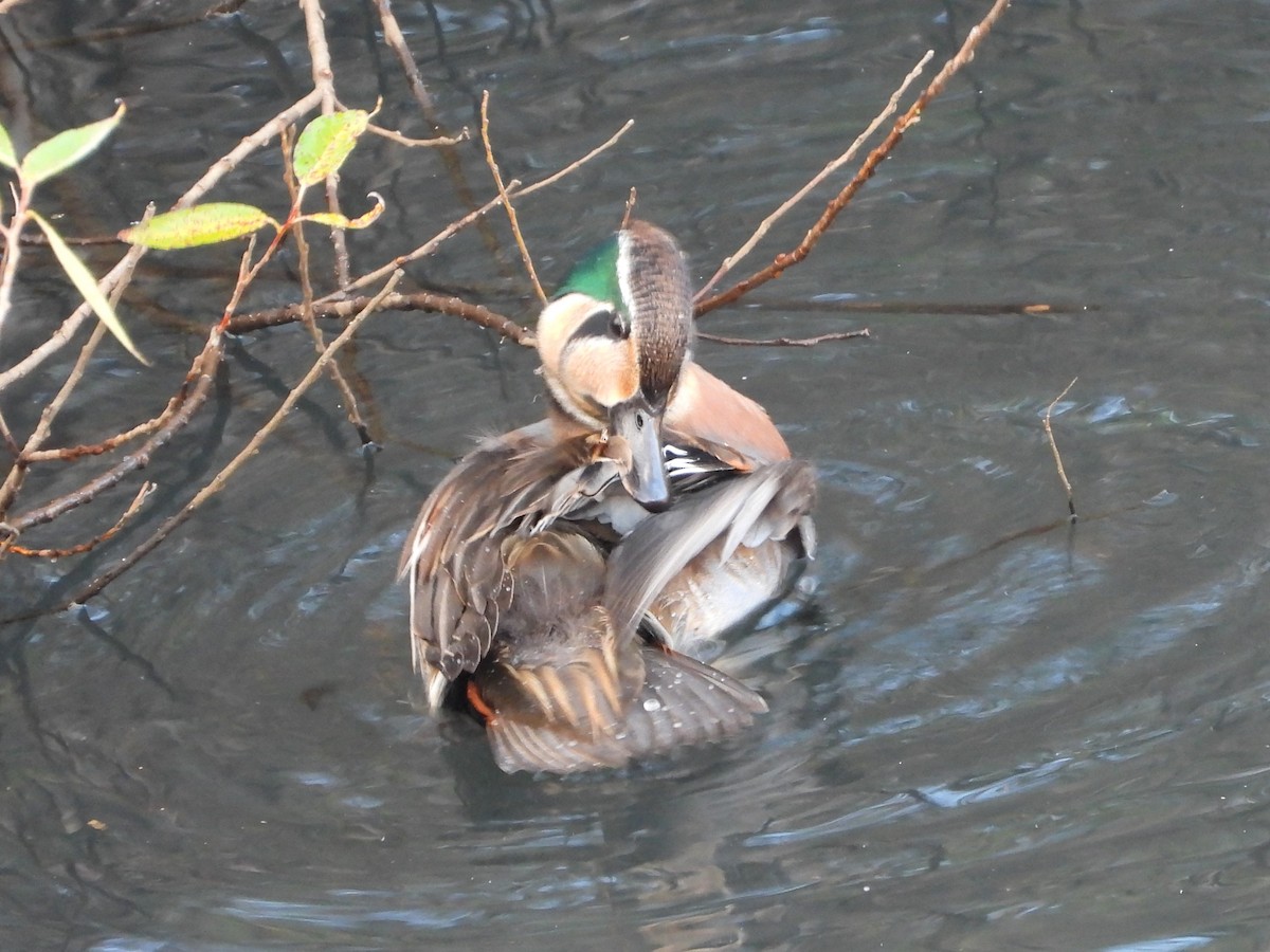 Baikal Teal - ML646472182