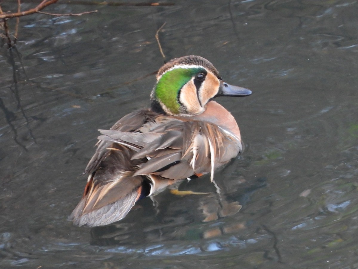 Baikal Teal - ML646472183