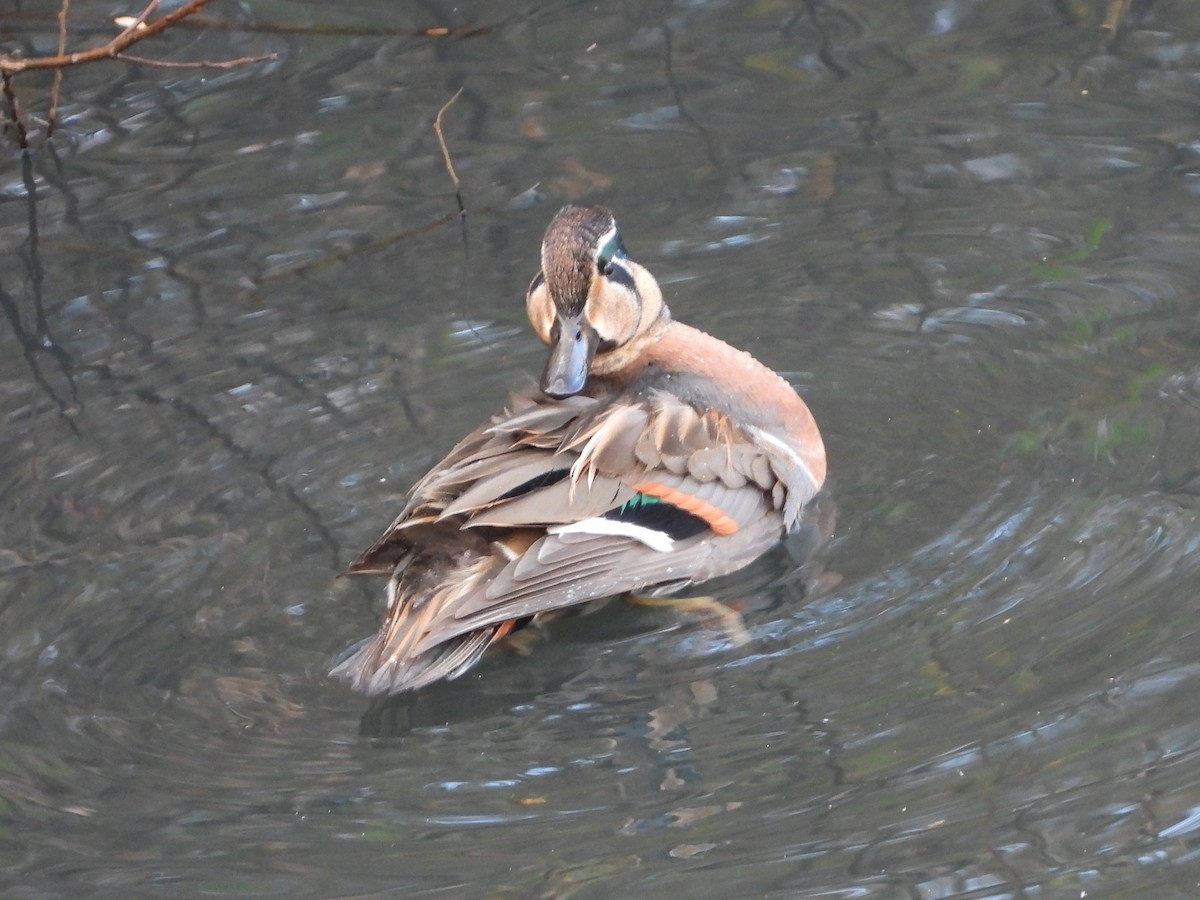 Baikal Teal - ML646472184