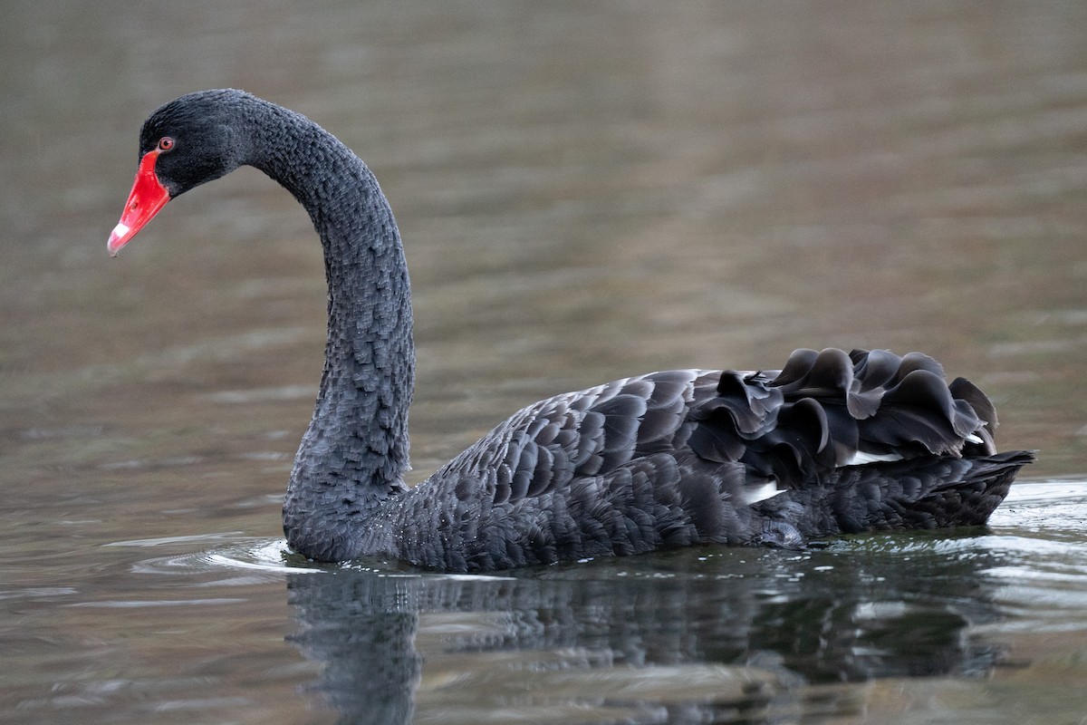 Black Swan - ML646472187