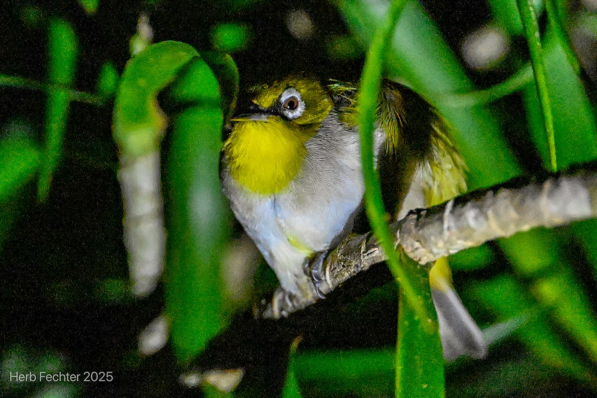 Malagasy White-eye - ML646472188