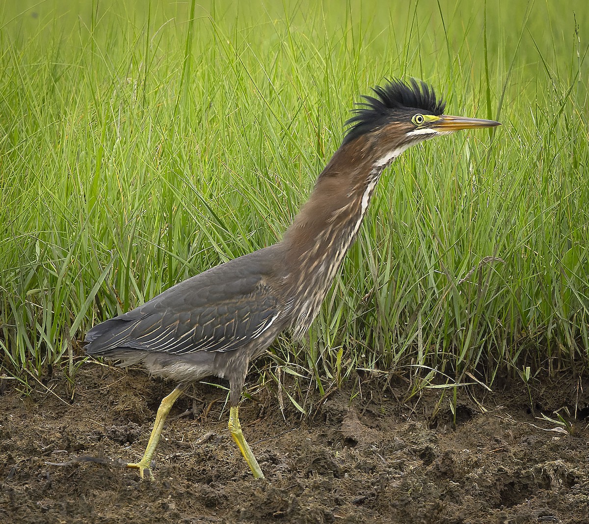 Green Heron - ML646472189