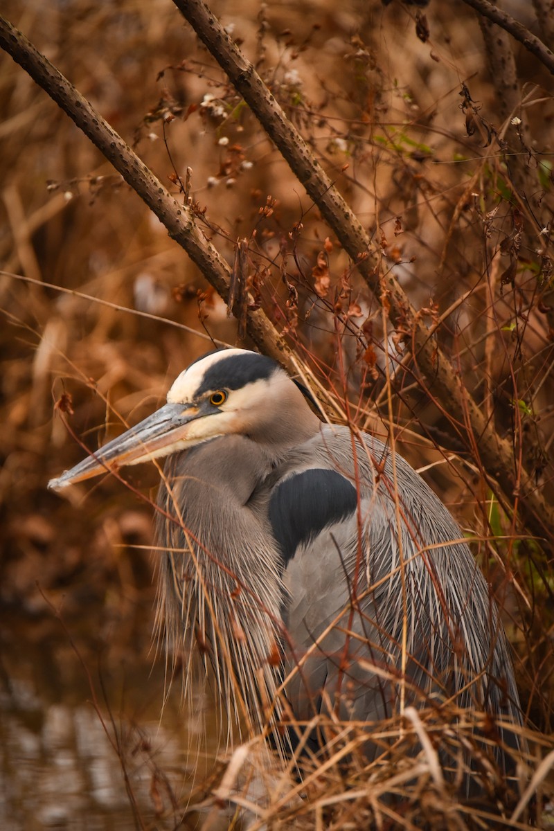Great Blue Heron - ML646472192