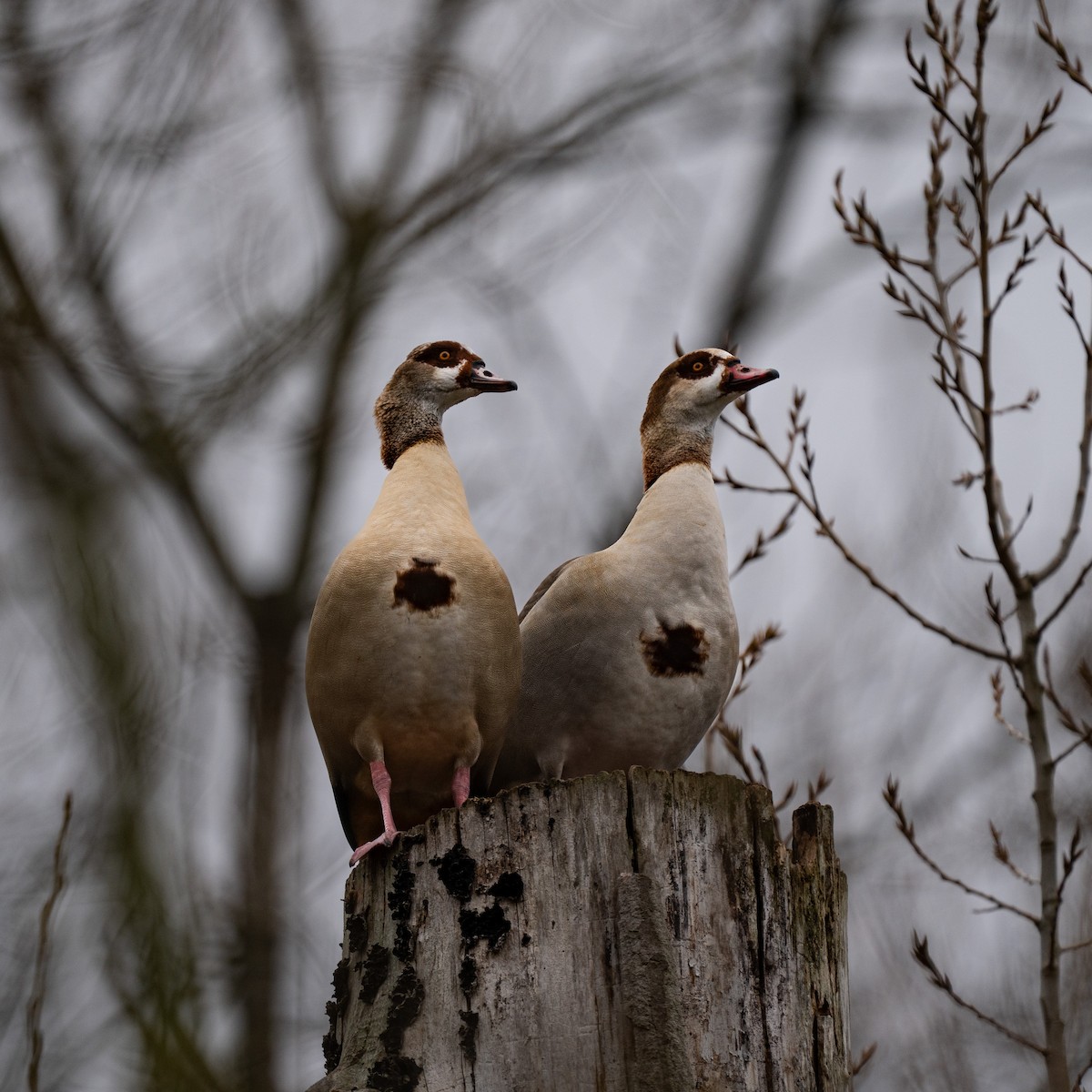 Egyptian Goose - ML646472194