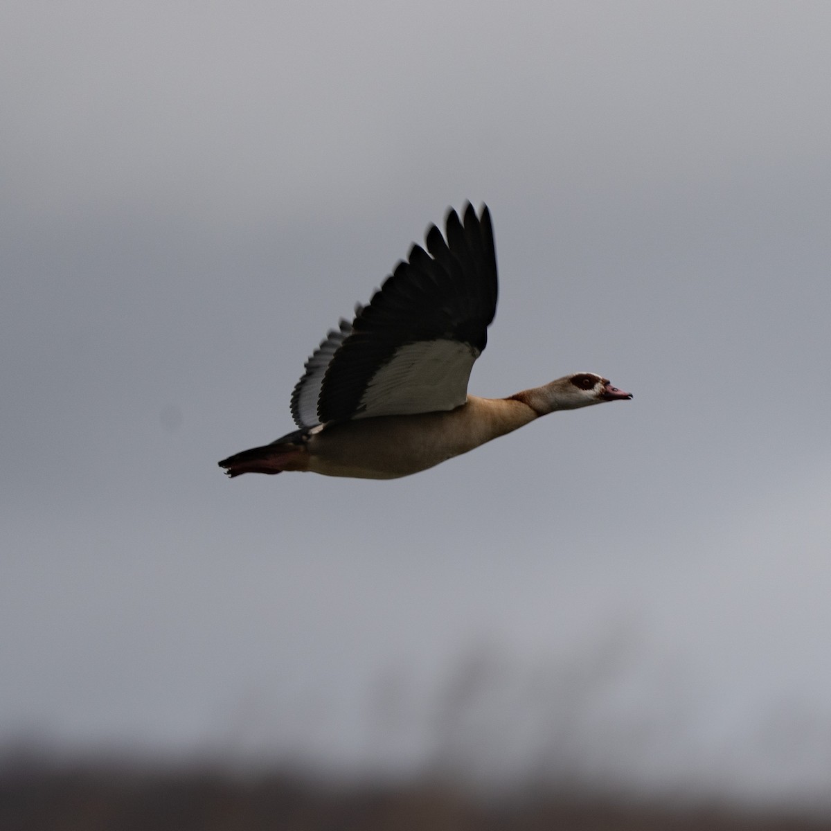 Egyptian Goose - ML646472197
