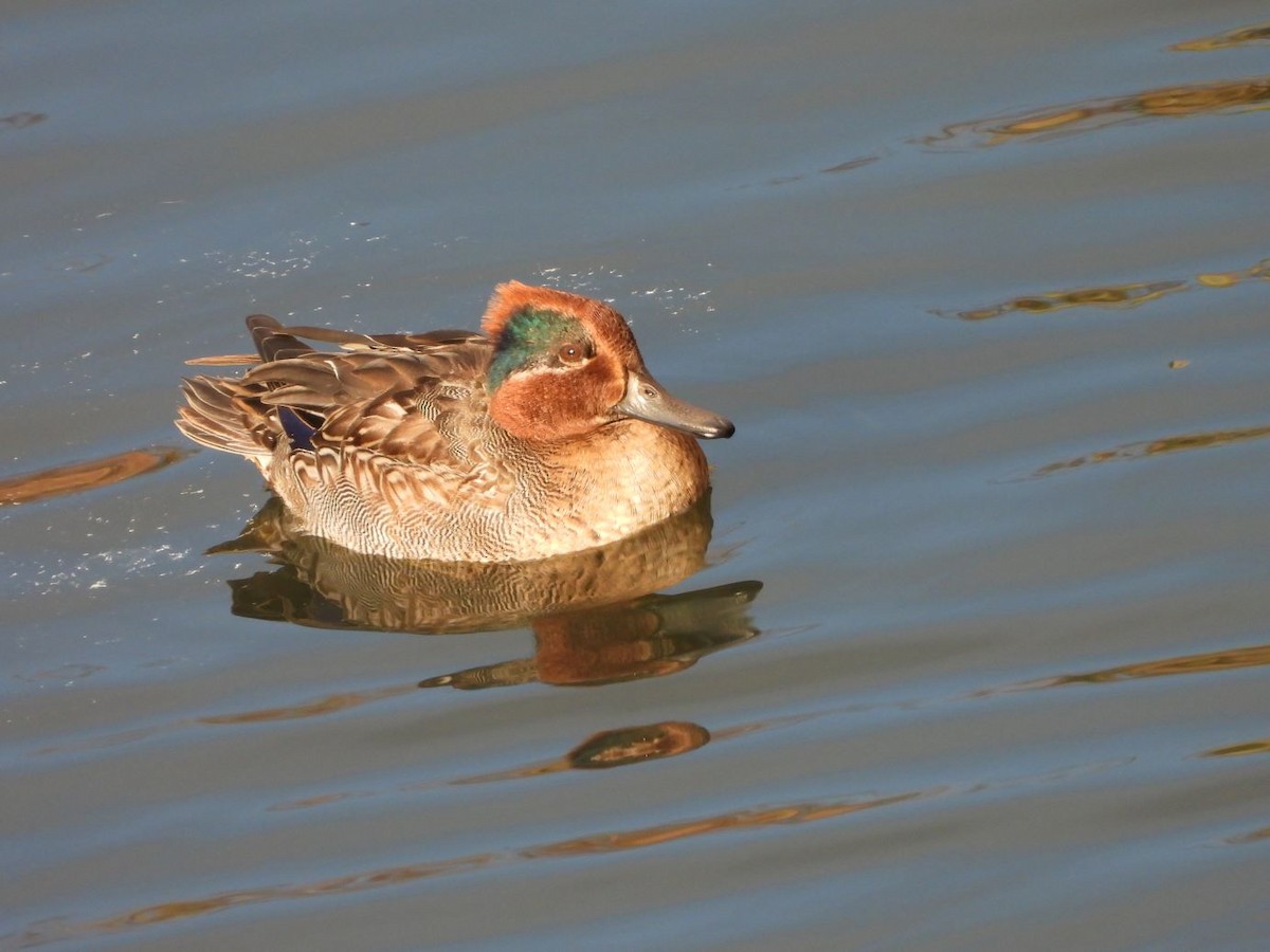 Green-winged Teal - ML646472198