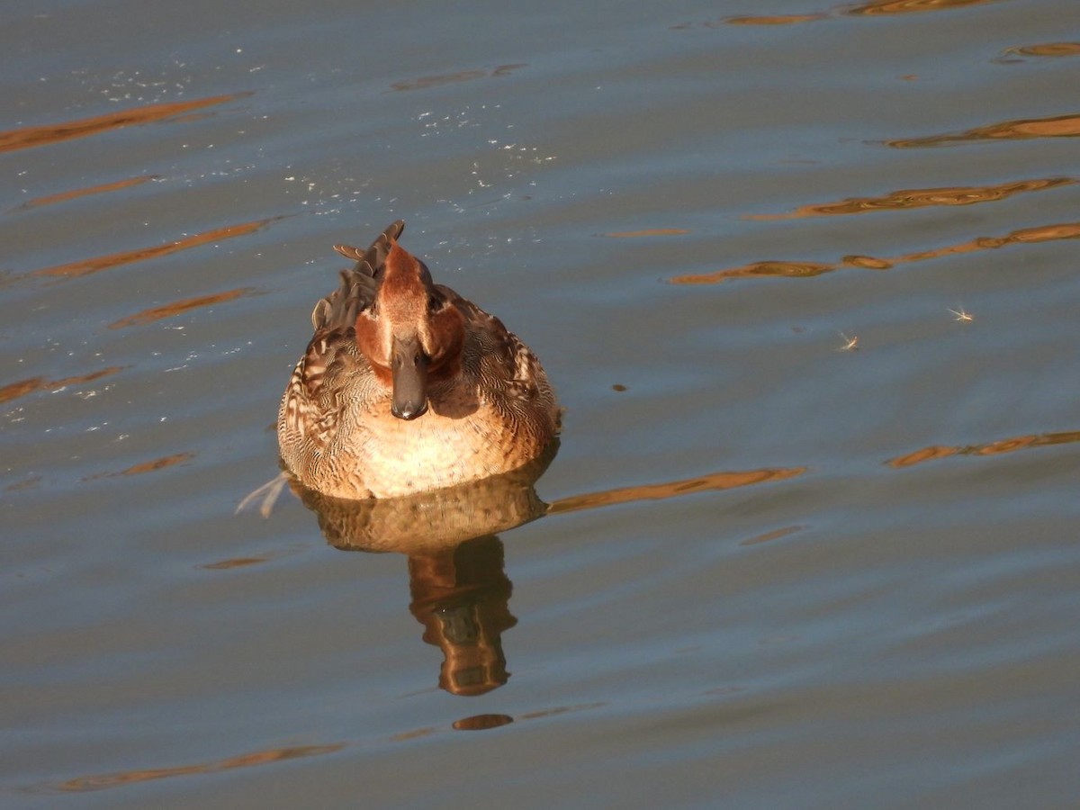 Green-winged Teal - ML646472199