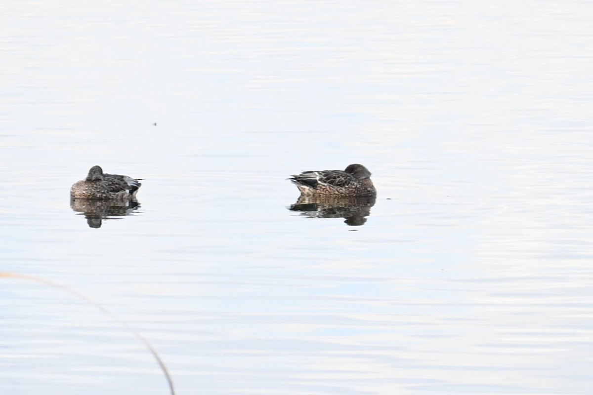 ヨシガモ - ML646472204