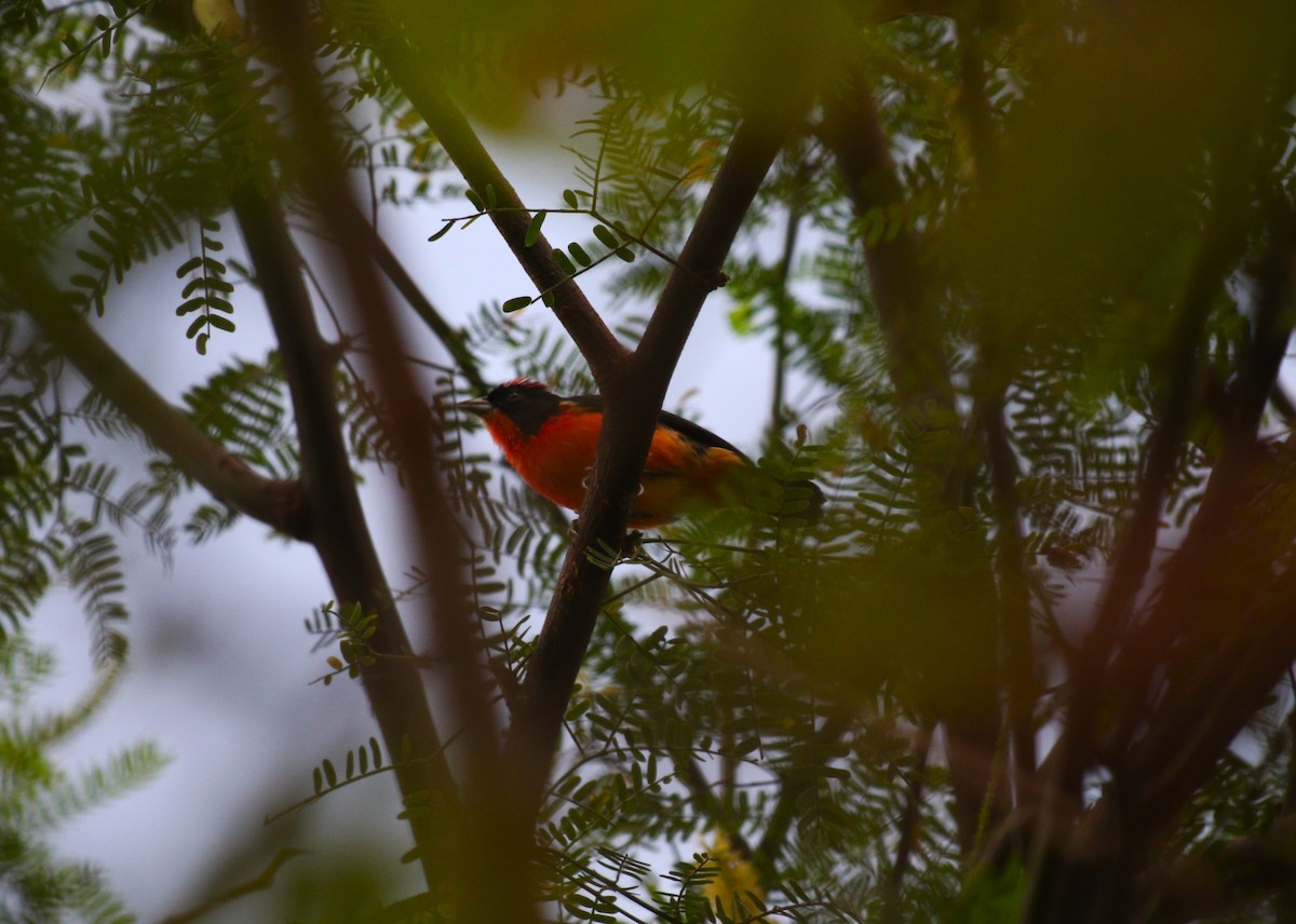 Crimson-breasted Finch - ML646472206