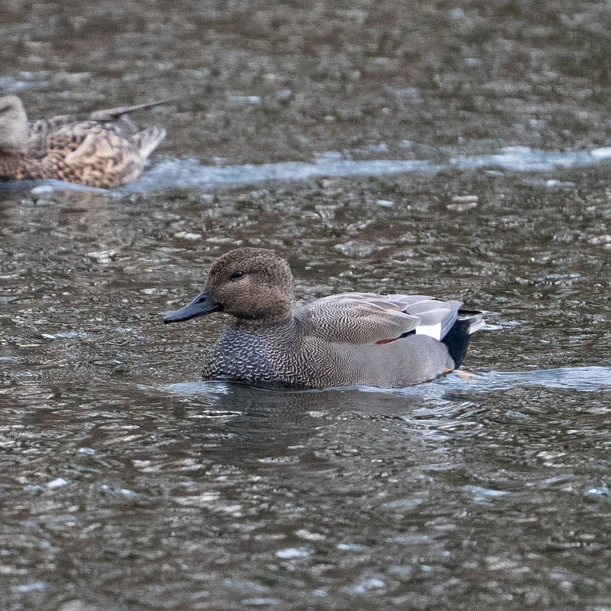 Gadwall - ML646472208