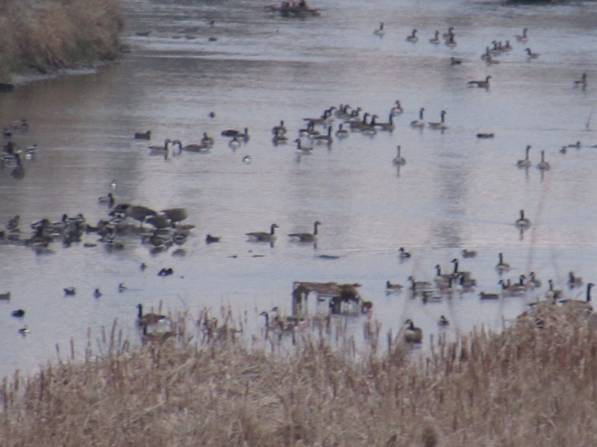 ברנטה קנדית - ML646472211
