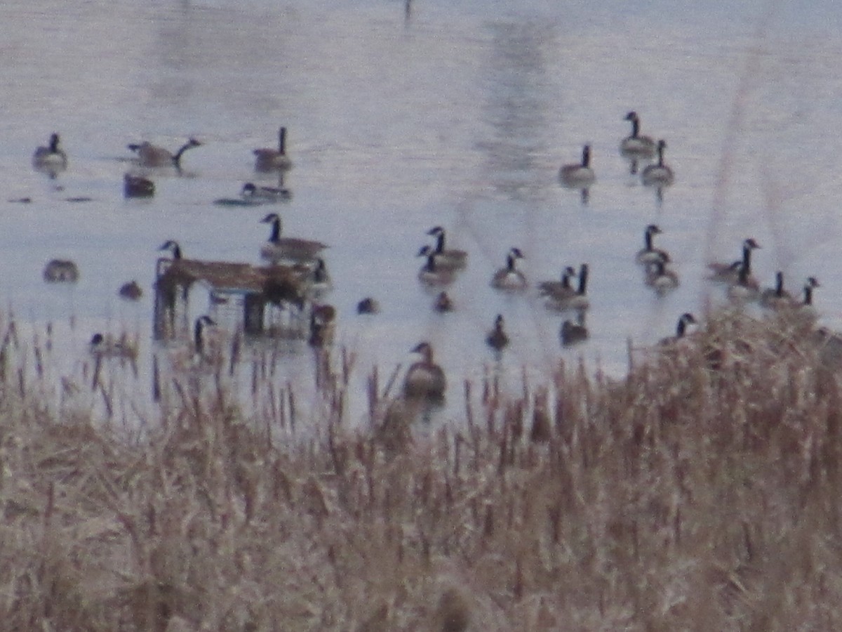ברנטה קנדית - ML646472212