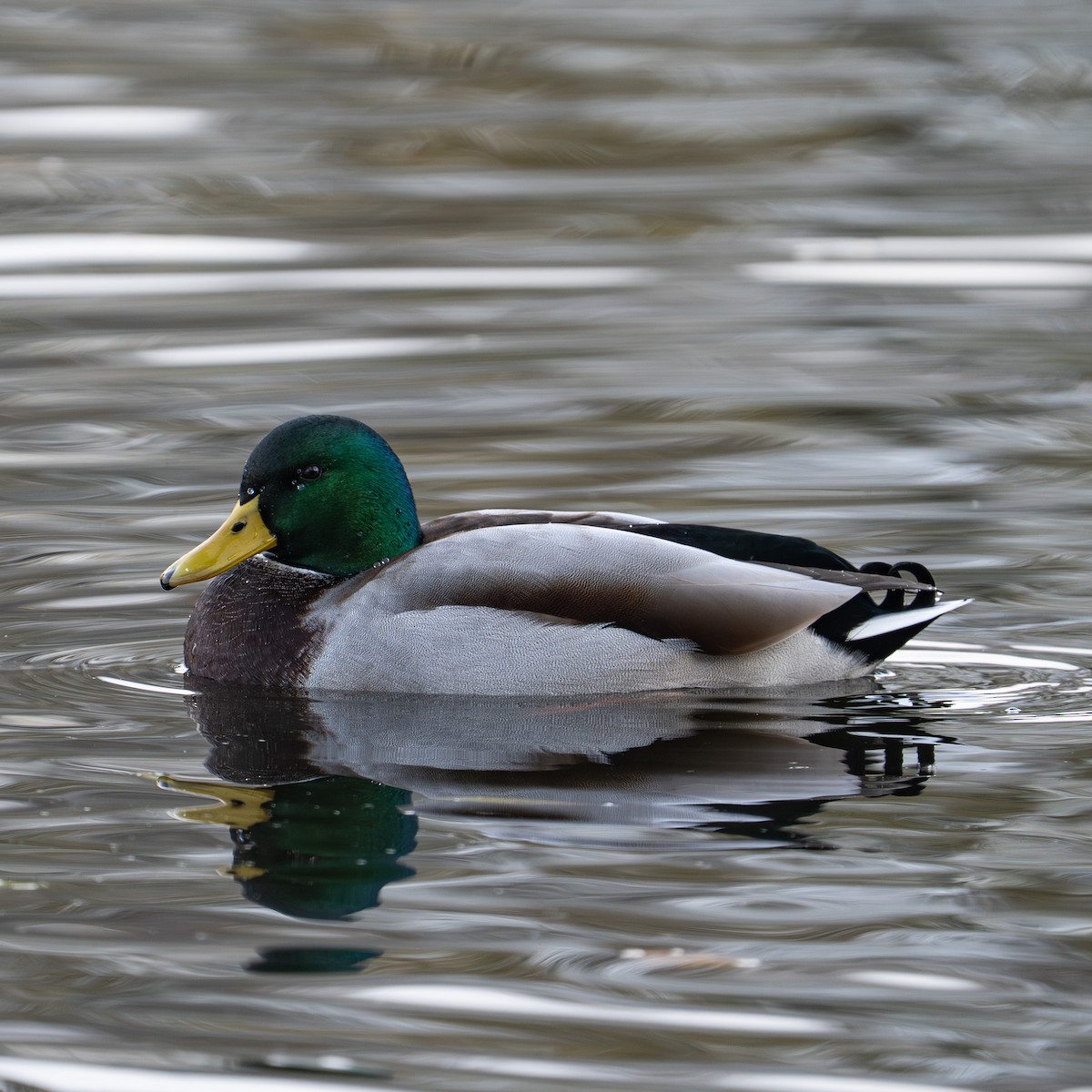 Mallard - ML646472214