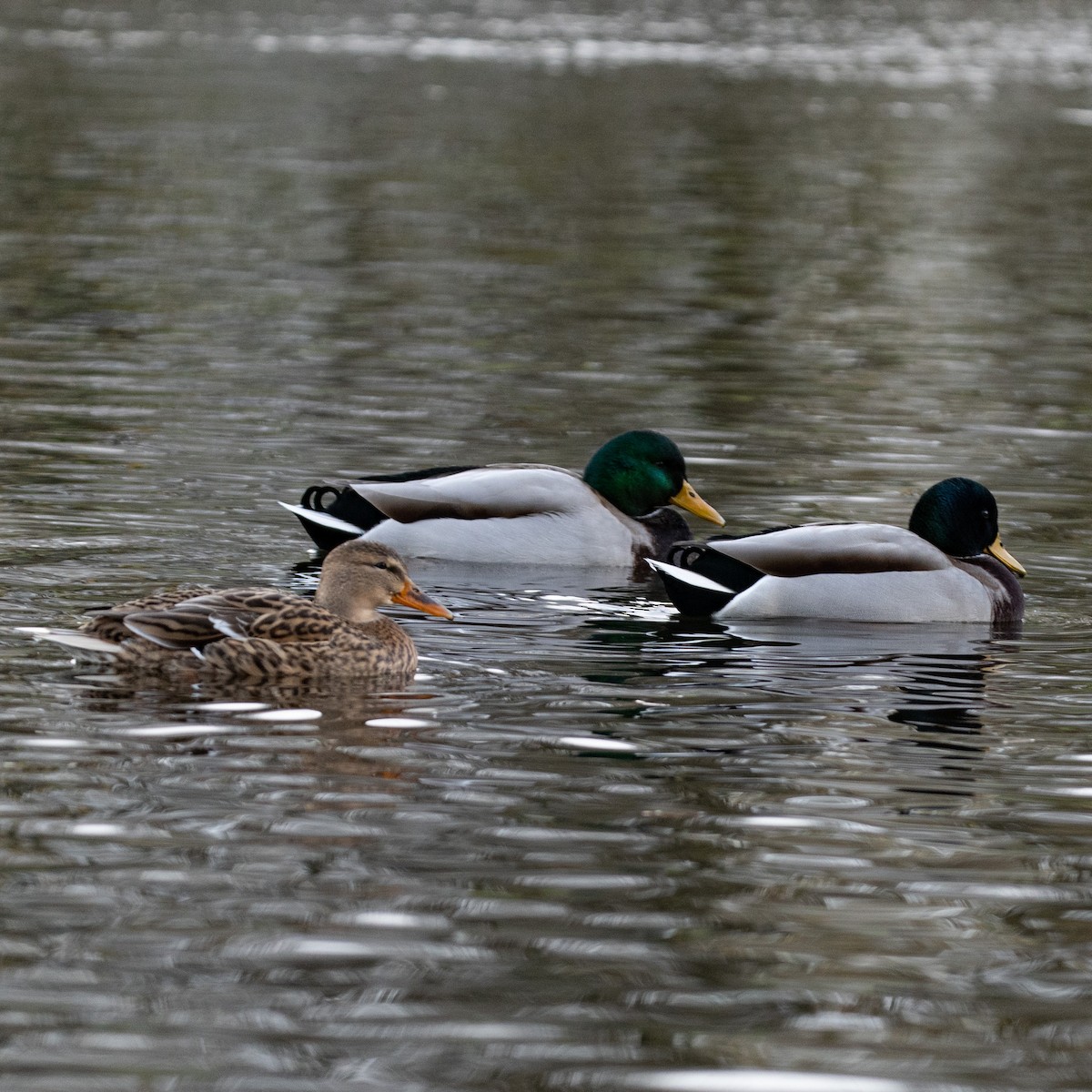 Mallard - ML646472222