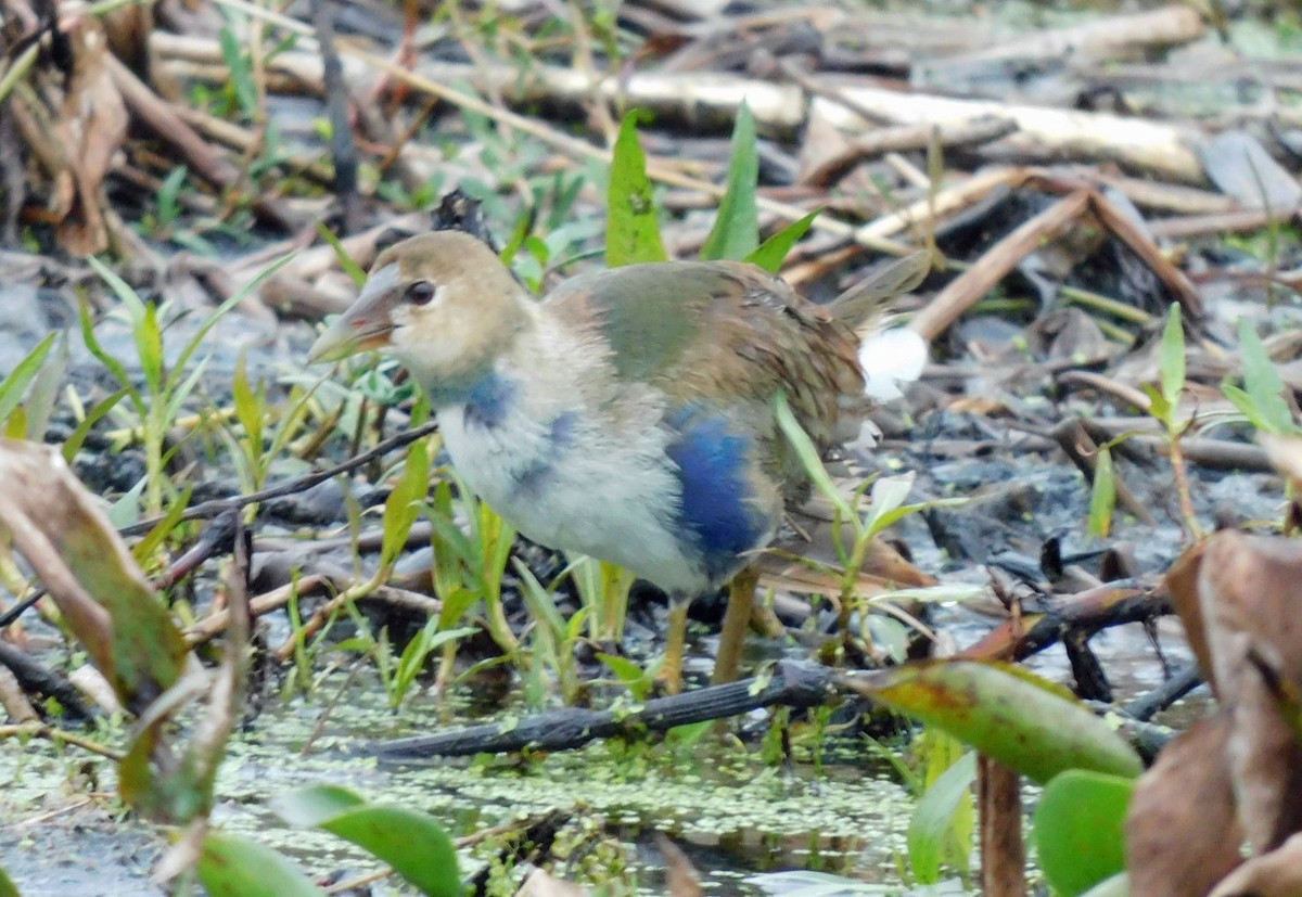 Talève violacée - ML646472224