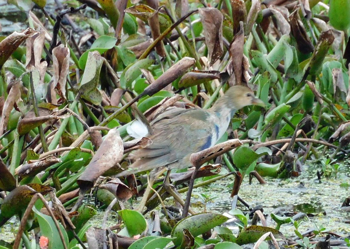 Talève violacée - ML646472225