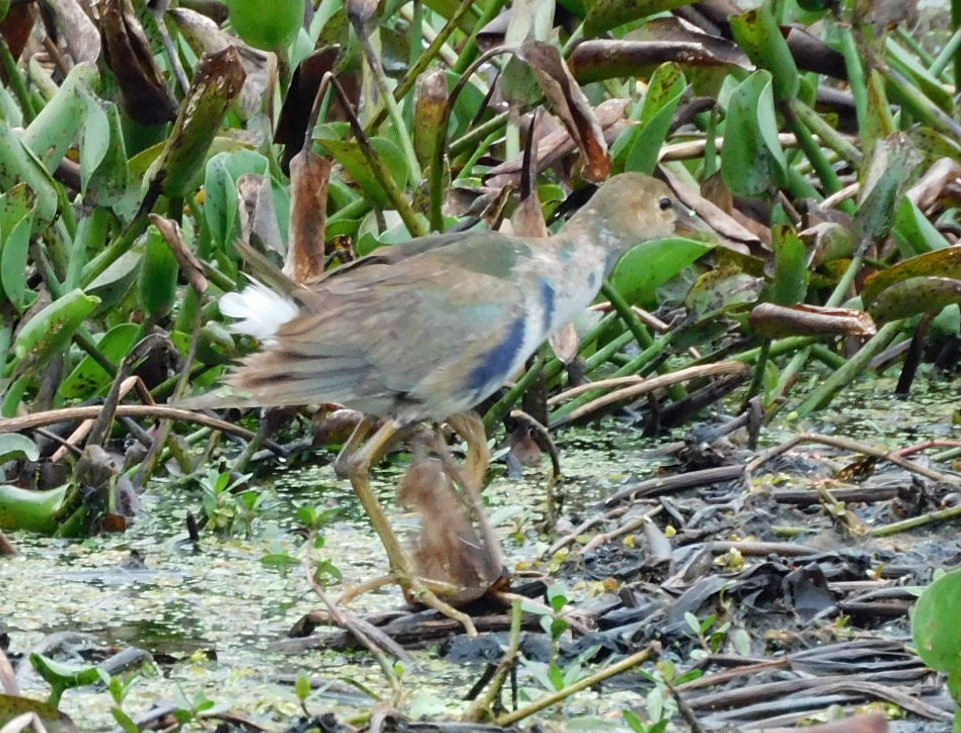 Talève violacée - ML646472226