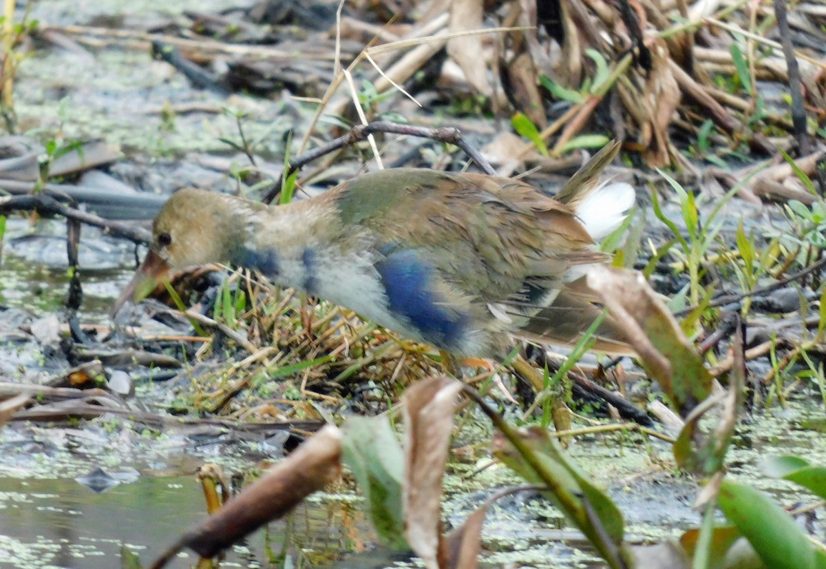 Talève violacée - ML646472227