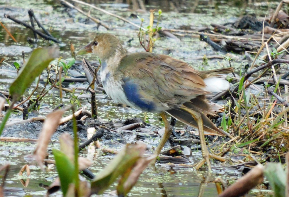 Talève violacée - ML646472228