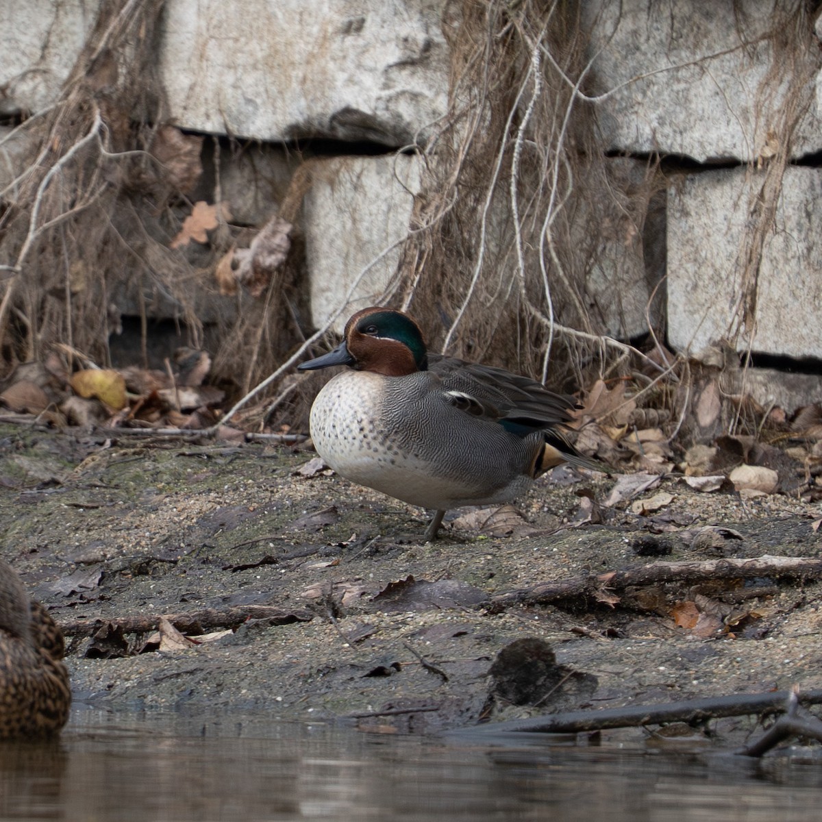 Green-winged Teal - ML646472229