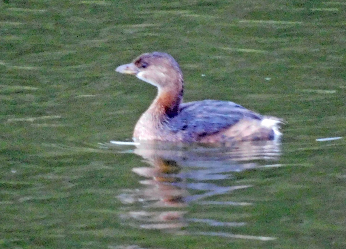 オビハシカイツブリ - ML646472230