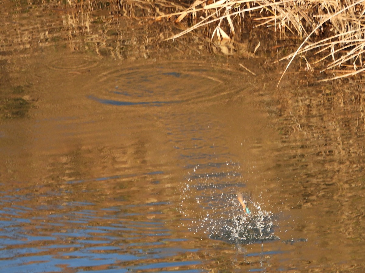 Common Kingfisher - ML646472231